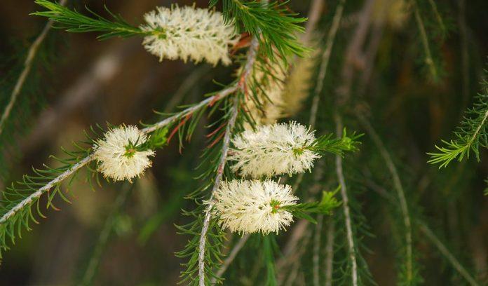 Tea Tree Oil được ra đời từ loại cây Malaleuca Alternifolia của nước Úc ( Nguồn: internet)