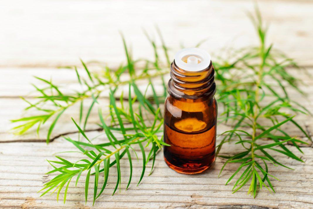 Tea Tree Oil thành phần vàng trong điều trị mụn sưng viêm ( Nguồn: internet)