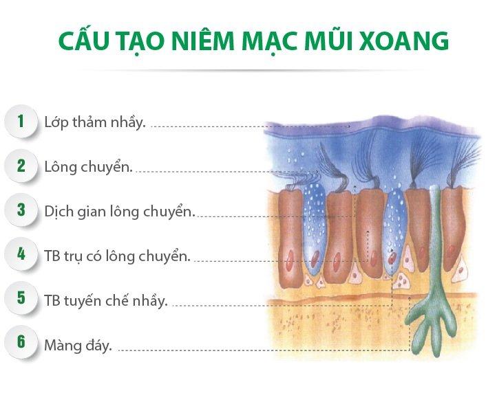 Niêm mạc mũi tiết ra chất nhầy rất quan trọng đối với vấn đề vệ sinh của cơ thể (Ảnh: Internet).