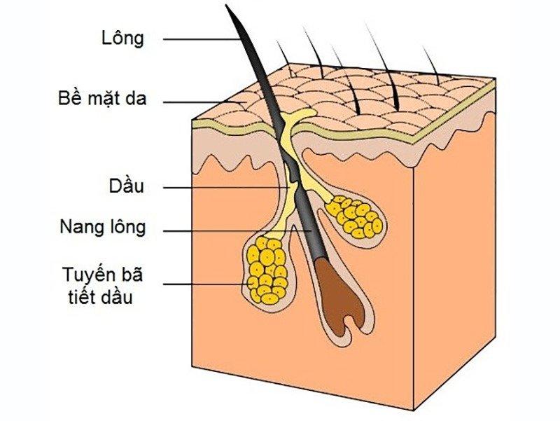 Tuyến bã nằm ngay cạnh lỗ chân lông và tiết nhờn ra bề mặt da (Ảnh: Internet).