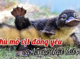 Thú mỏ vịt đáng yêu, những điều bạn chưa biết!