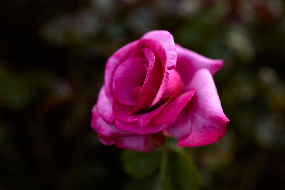 Bông hoa đẹp nhất ( ảnh Internet)