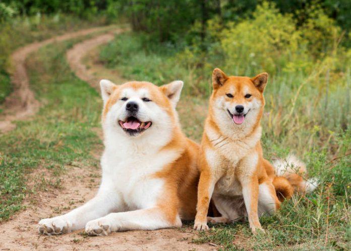 Các giống chó Nhật nổi tiếng là thông minh và trung thành tuyệt đối (Ảnh: Internet).