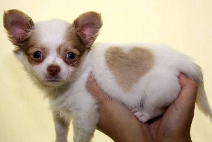 Chihuahua là giống chó được nuôi nhiều nhất tại Nhật Bản trong năm 2020 (Ảnh: Internet).