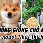 Giống chó nào được người Nhật yêu thích nhất: Shiba, Akita, hay một đáp án khác?