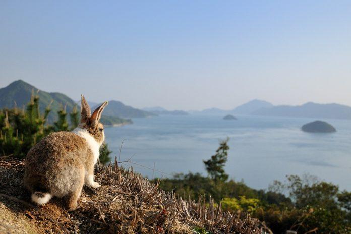 Một chú thỏ "trầm tư" ngắm cảnh biển từ đảo Okunoshima (Ảnh: Internet).