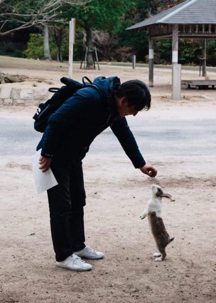 Một du khách đang cho thỏ ăn khi đến thăm đảo (Ảnh: Internet).