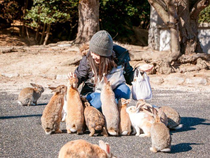 Cho thỏ ăn là thú vui hấp dẫn du khách khắp nơi đến với đảo Okunoshima (Ảnh: Internet).