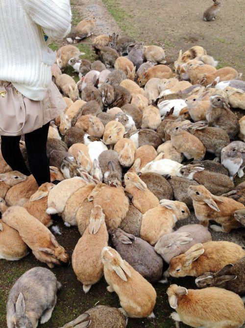 Bầy thỏ chen chúc nhau khi được cho ăn (Ảnh: Internet).
