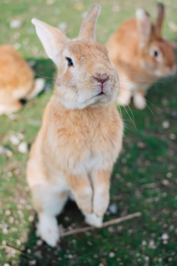 Trái với sự đáng yêu của những chú thỏ, đảo Okunoshima từng là nơi diễn ra những việc đáng quên trong chiến tranh (Ảnh: Internet).