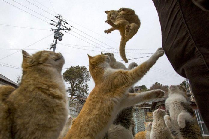 Đôi khi các chú mèo giành nhau thức ăn đến mức "bạo loạn" như cảnh này đây (Ảnh: Internet).