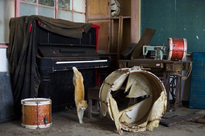 Một chú mèo dạo chơi trên những phím đàn dương cầm của ngôi trường nhỏ bị bỏ hoang trên đảo, khi bị bắt gặp liền vội vã bỏ chạy! (Ảnh: Internet).