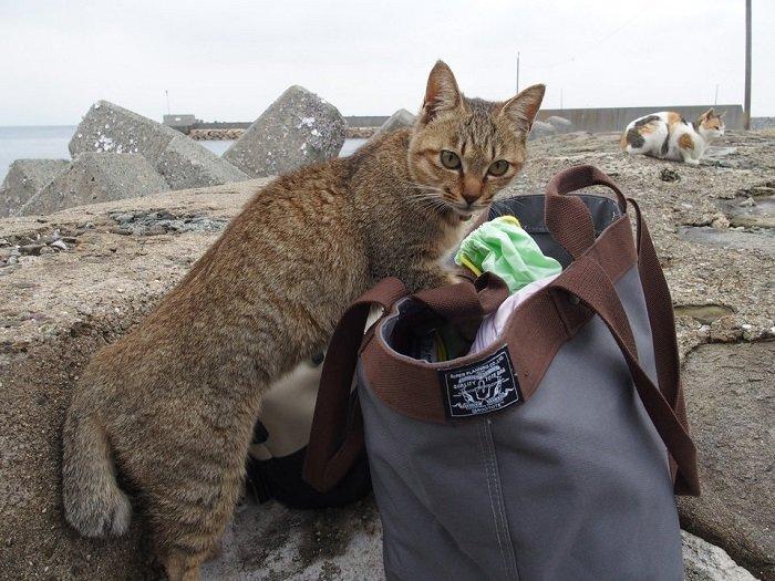 Bắt quả tang một "tên trộm" đang mò mẫm túi xách của khách du lịch nhé! (Ảnh: Internet).