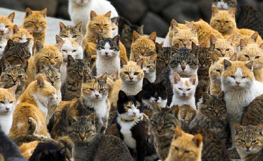 Hòn đảo Mèo Aoshima là một nơi thần tiên, nơi mà bạn có thể tận hưởng niềm yêu thích với những chú mèo dễ thương và đáng yêu. Bức ảnh liên quan đến đảo Mèo Aoshima sẽ khiến bạn cảm thấy thích thú với màn vui chơi của những chú mèo đáng yêu này.