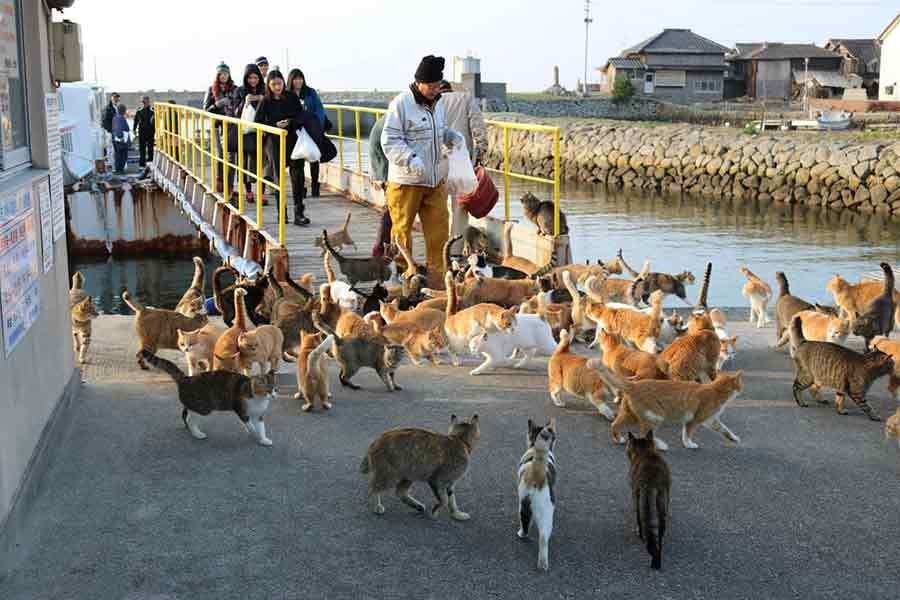 Mèo ùa ra ngay cảng biển đón du khách 