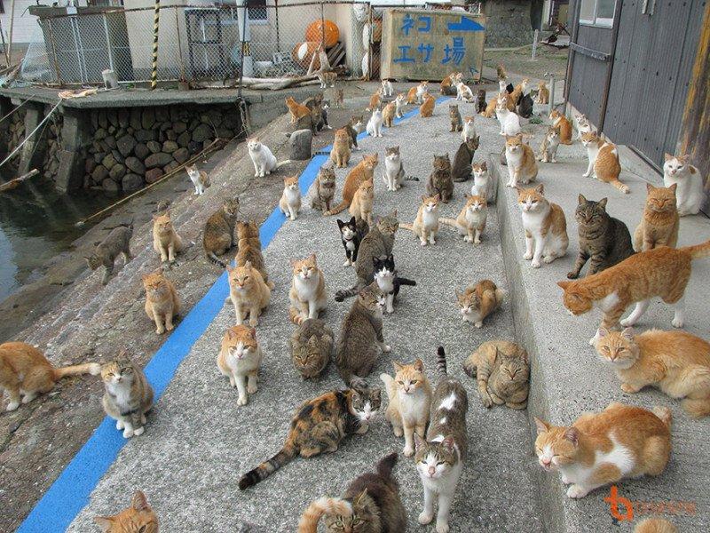 Đảo Mèo Aoshima – Thiên đường dành cho những chú miu, điểm đến không thể bỏ  qua tại đất nước Nhật Bản! - BlogAnChoi