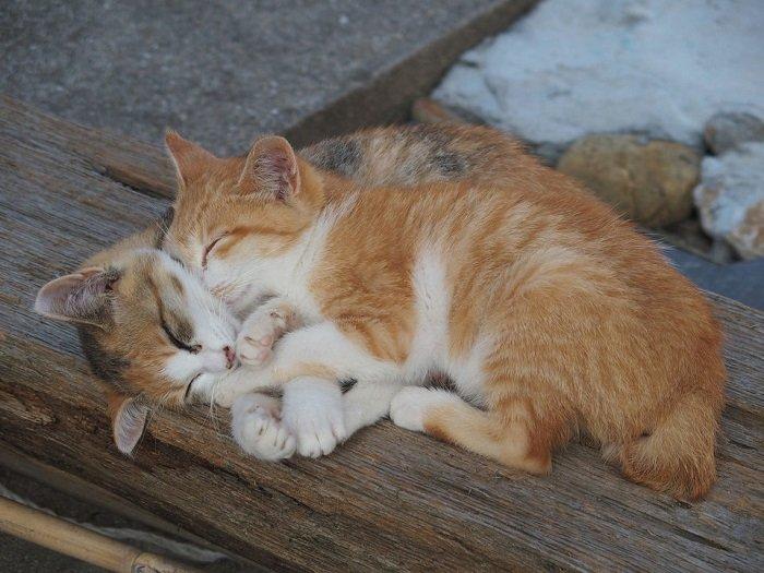 Lúc ăn thì giành giật nhau thế mà đến lúc ngủ lại ôm ấp tình thương mến thương như vậy đấy! (Ảnh: Internet).