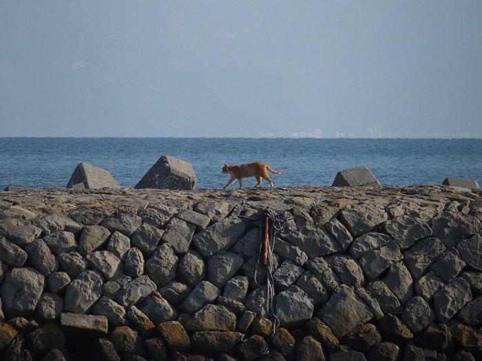 Chú mèo này lang thang một mình làm gì ở ngoài bờ biển thế nhỉ? (Ảnh: Internet).