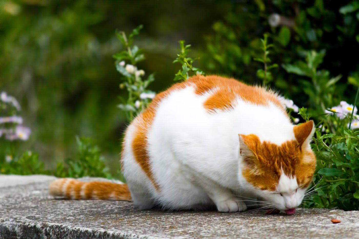 Chú mèo với bộ lông trắng xen những mảng vàng cam đang gặm nhấm những viên thức ăn ngon lành còn sót lại (Ảnh: Internet).