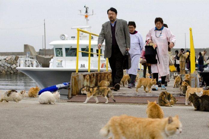 Du khách đến thăm đảo được chào đón bởi những chú mèo đáng yêu ngay khi bước chân xuống bến cảng, hiếu khách thế còn gì! (Ảnh: Internet).