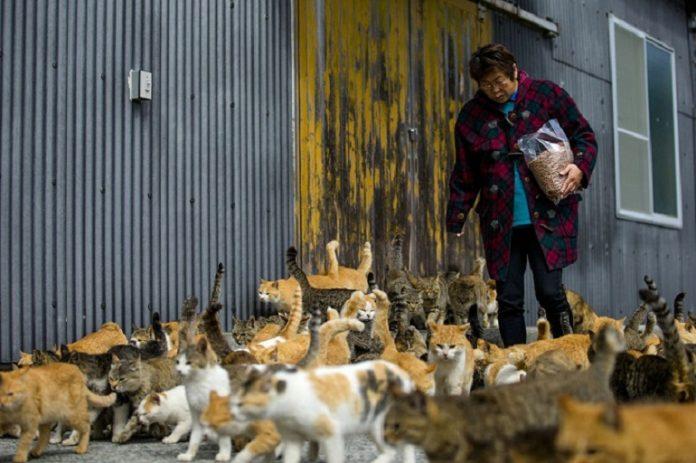 Một người dân sống trên đảo cho mèo ăn tại địa điểm được quy định cụ thể, nếu đến thăm nơi này bạn cũng phải tuân thủ đúng như vậy nhé! (Ảnh: Internet).