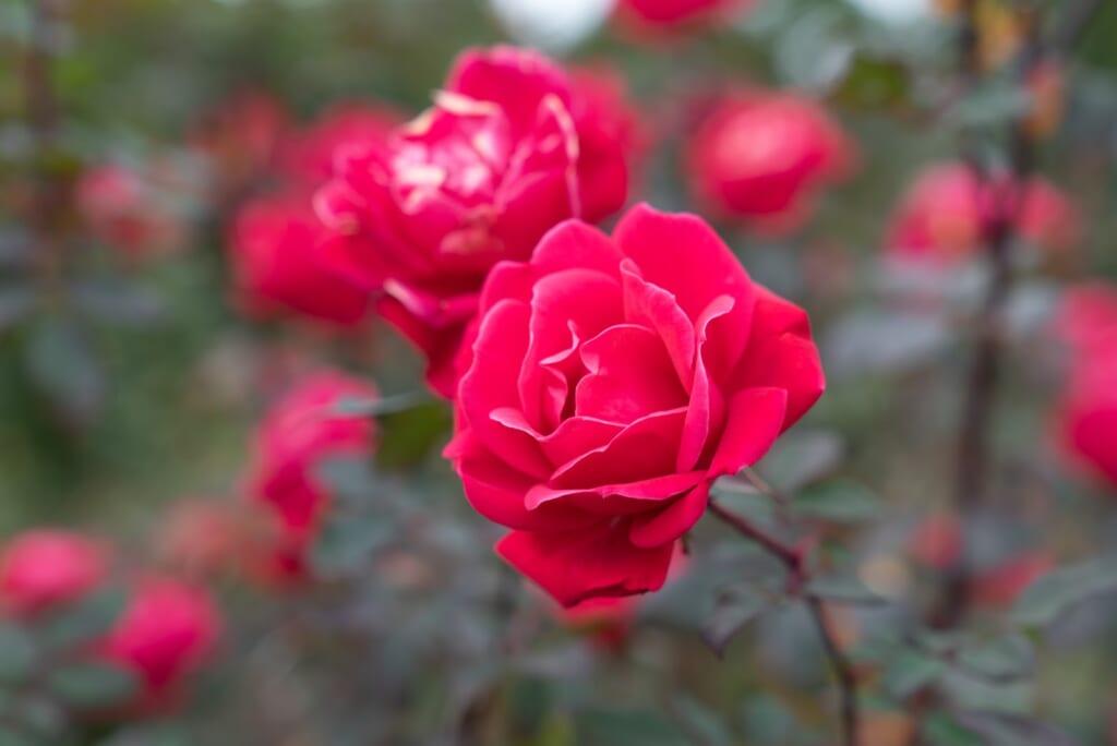 Hoa hồng đỏ thắm nở vào mùa hè (Ảnh: Internet).