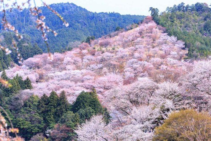 Núi Yoshino là địa điểm bắt đầu cuộc hành trình với hàng nghìn cây anh đào nở hoa rực rỡ (Ảnh: Internet).