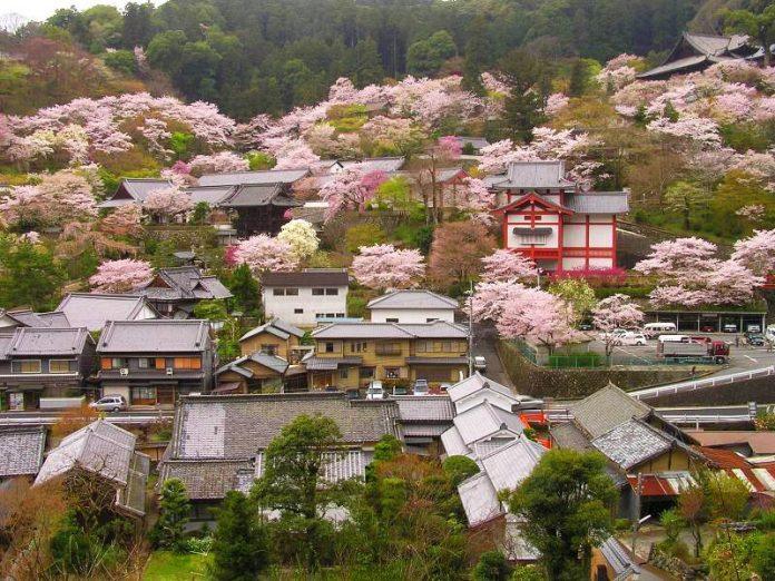 Tỉnh Nara là một địa điểm du lịch ngắm hoa nổi tiếng của Nhật Bản (Ảnh: Internet).
