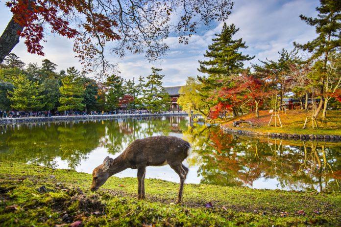 Công viên Nara nổi tiếng với phong cảnh đẹp và những chú hươu xinh xắn (Ảnh: Internet).