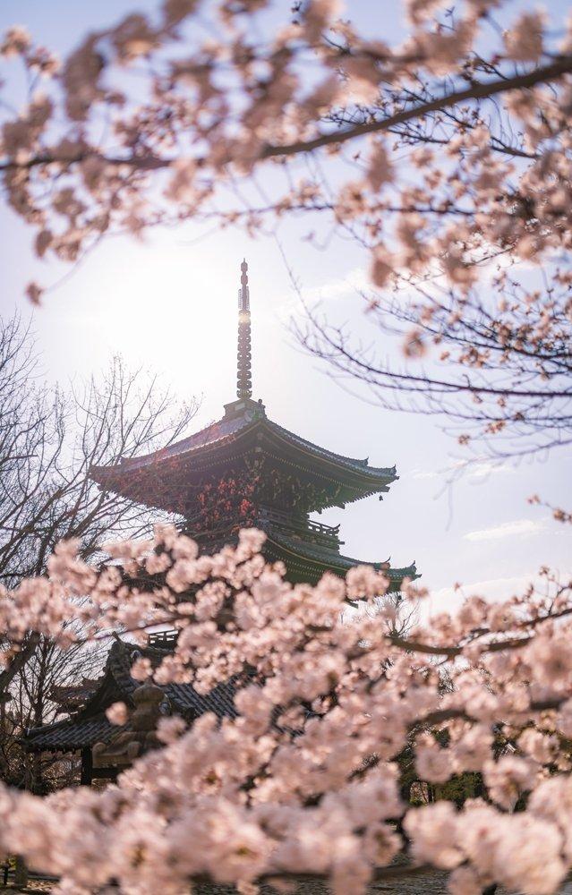 Đền Shinnyodo là nơi bạn có thể tìm thấy những giống hoa anh đào quý hiếm của nước Nhật (Ảnh: Internet).