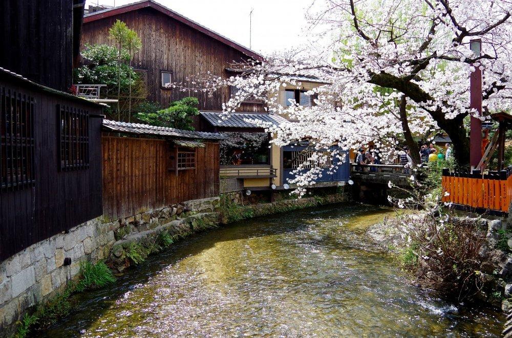Dọc bờ sông Shirakawa một bên là hoa anh đào, bên kia là những hàng quán nhỏ (Ảnh: Internet).