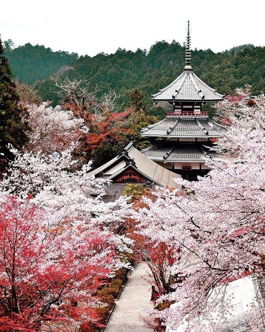 Di tích Yoshino Chogu là địa điểm lý tưởng để bạn có những bức hình hoa anh đào đẹp lung linh (Ảnh: Internet).