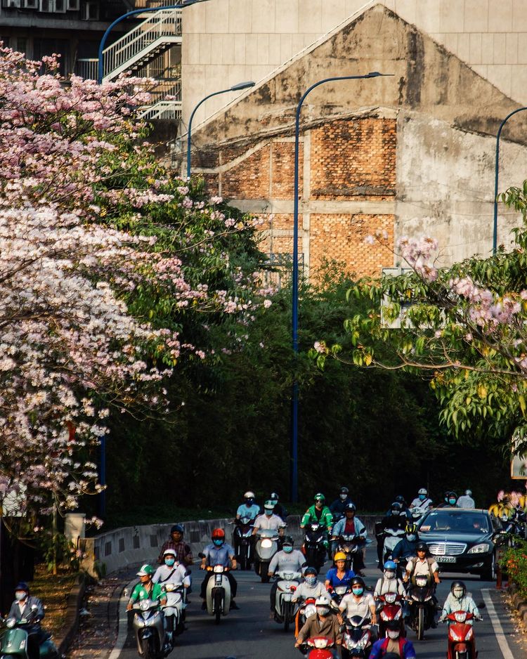 Thêm một mùa hoa là thêm một mùa Sài Gòn trở nên dịu dàng và yêu thương sau bao ngày dài xô bồ (Ảnh: Internet)