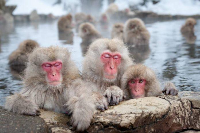 Vẻ mặt rất thư thái của những chú khỉ khi được ngâm mình trong nước suối nóng (Ảnh: Internet).