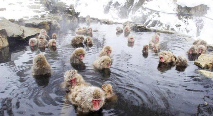 Những chú khỉ tắm suối đã trở thành một trong những biểu tượng của ngành du lịch Nhật Bản (Ảnh: Internet).