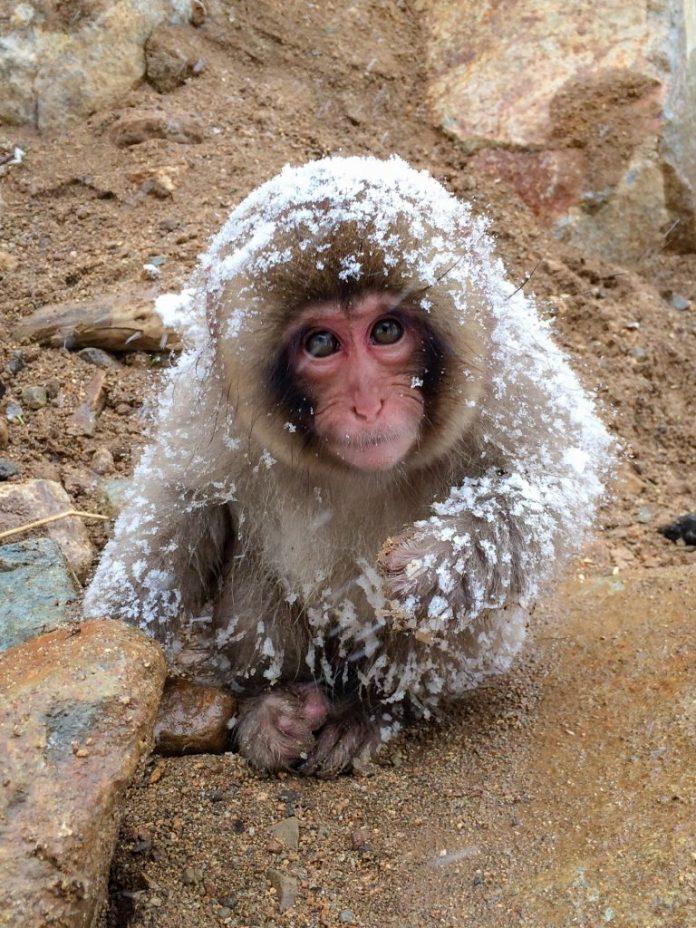 Những chú khỉ vô tư chơi đùa dưới trời tuyết giá lạnh (Ảnh: Internet).