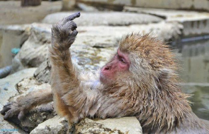 Một chú khỉ với điệu bộ rất "phớt đời"! (Ảnh: Internet).