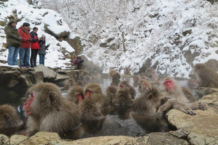 Rất nhiều du khách muốn đến thăm Công viên Khỉ Jigokudani (Ảnh: Internet).
