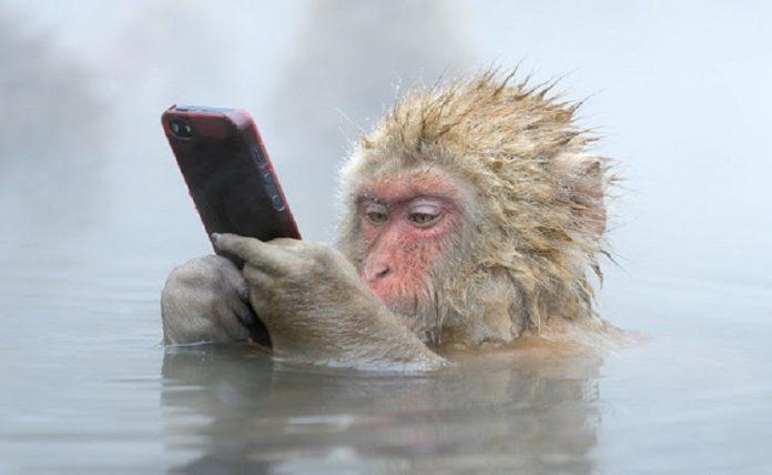 Chú khỉ này đã nhanh tay "thó" được chiếc điện thoại của du khách nào rồi! (Ảnh: Internet).