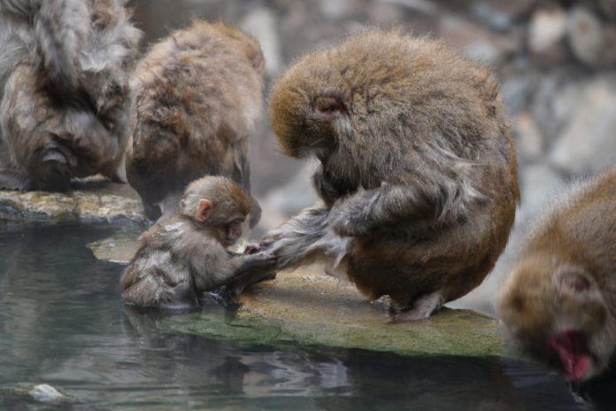 Những chú khỉ cũng biết kì cọ khi tắm đấy chứ! (Ảnh: Internet).