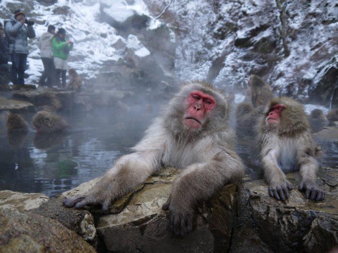Sau khi ngắm khỉ thì đến lượt bạn tận hưởng những suối nước nóng tuyệt vời tại khu vực này! (Ảnh: Internet).
