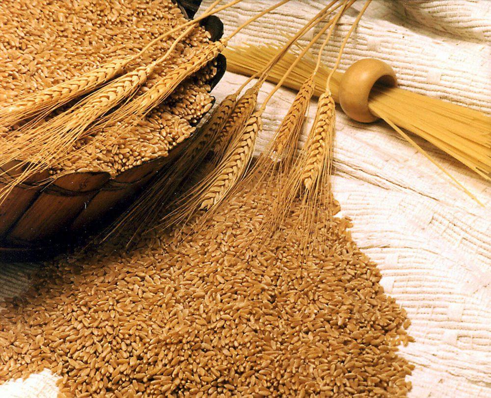 Lúa mạch giàu chất dinh dưỡng tốt cho cơ thể. (Nguồn: Internet)