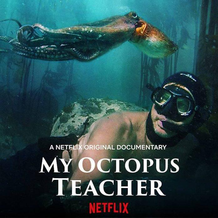 Poster phim My Octopus Teacher (Ảnh: Internet)