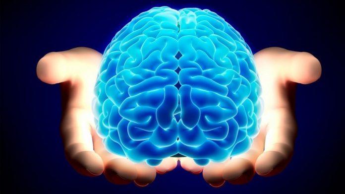 Não là cơ quan có cấu tạo tinh vi phức tạp và sử dụng rất nhiều năng lượng của cơ thể (Ảnh: Internet).
