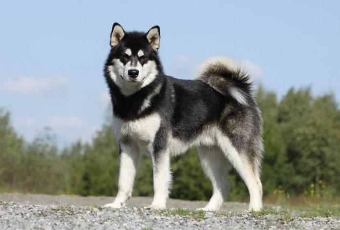 Vẻ mặt và thân hình rất "ngầu" của Alaskan Malamute (Ảnh: Internet).