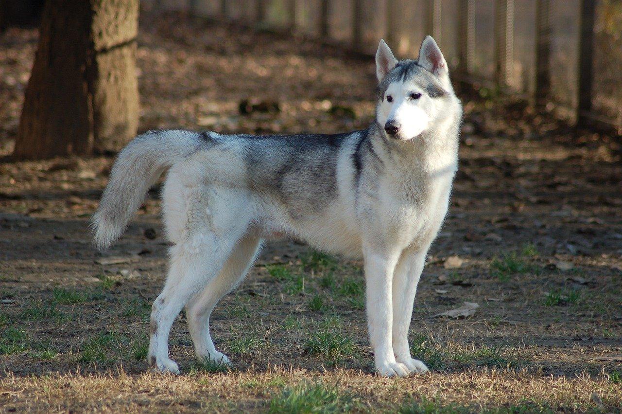 Đây chính là giống chó được nhiều người nghĩ tới nhất khi nghe cái tên Husky (Ảnh: Internet).