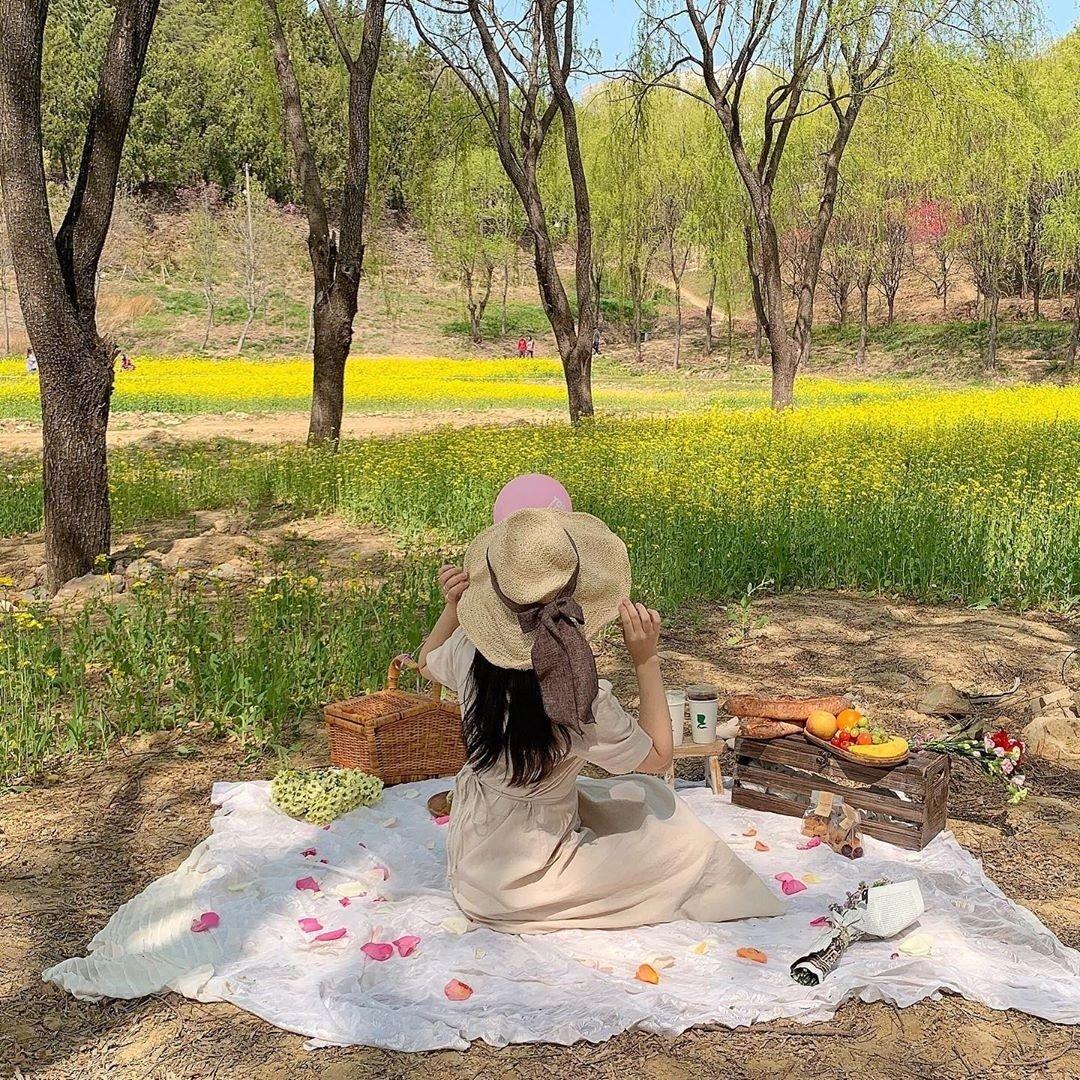 Những chuyến picnic dưới bóng cây xanh mát là hoạt động thú vị tại Hàn Quốc vào mùa xuân (Ảnh: Internet).