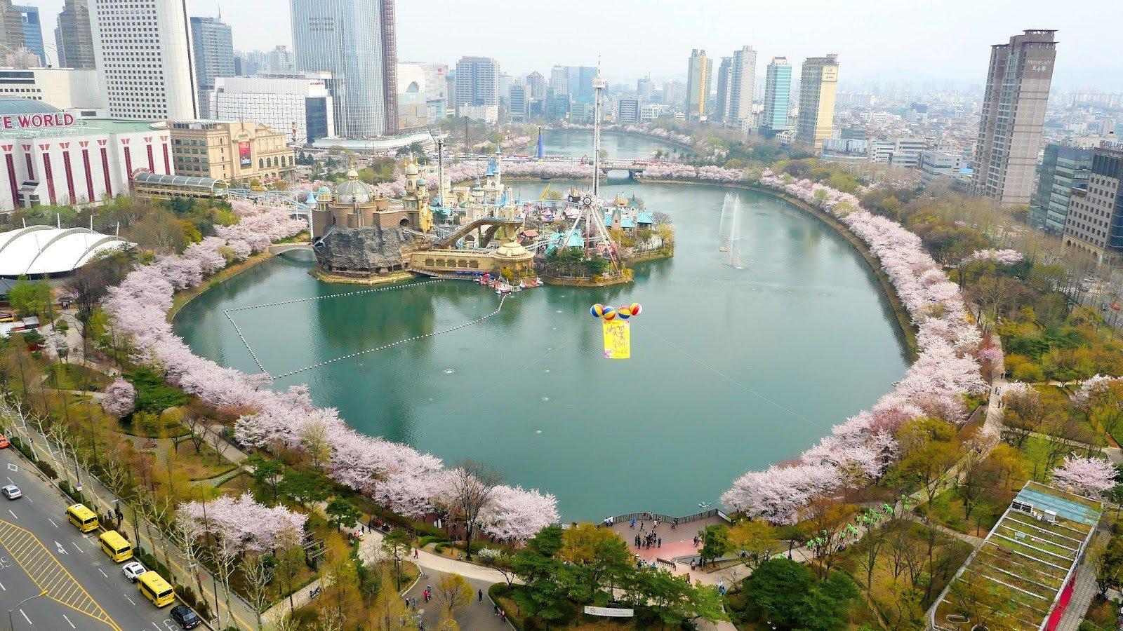 Hoa anh đào nở rực rỡ quanh hồ Seokchon (Ảnh: Internet).