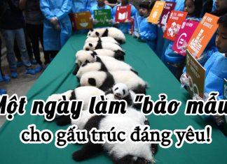 Một ngày làm “bảo mẫu” cho gấu trúc – Trải nghiệm độc lạ tuyệt vời tại Đô Giang Yển!