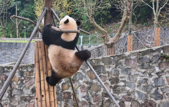 Chú gấu nghịch ngợm này có vẻ đang muốn thử hóa thân thành Po trong Kungfu Panda thì phải (Ảnh: Internet).